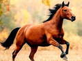 Тоглоом Horse Slide