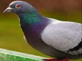 Тоглоом Pigeon Jigsaw Puzzle