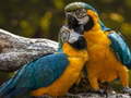 Тоглоом Parrot Jigsaw