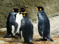 Тоглоом King Penguin Jigsaw