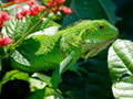 Тоглоом Wild Iguana