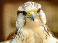 Тоглоом Gyrfalcon Jigsaw