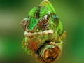 Тоглоом Chameleon Jigsaw