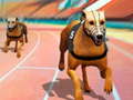 Тоглоом Dogs3D Races