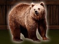 Тоглоом Save The Grizzly Bear