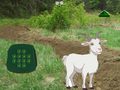 Тоглоом Goat Find The Child
