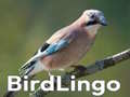 Тоглоом BirdLingo