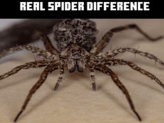 Тоглоом Real Spider Difference