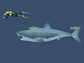 Тоглоом Mad Shark